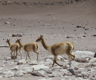 Als je gaat backpacken In Bolivia kun je ook diverse wilde dieren spotten