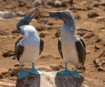 Galapagos eilanden, Ecuador in Zuid-Amerika