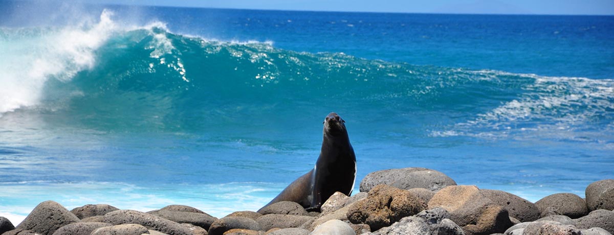 De Galapagos eilanden zijn een populaire backpack bestemming in Zuid-Amerika