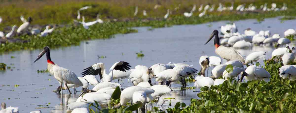 Pantanal een prachtig natuurgebied in Brazilië