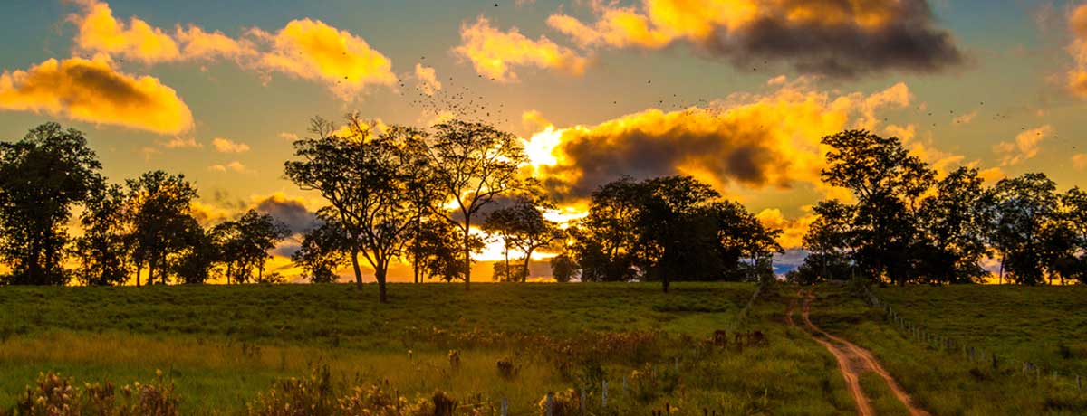 Pantanal Brazilië