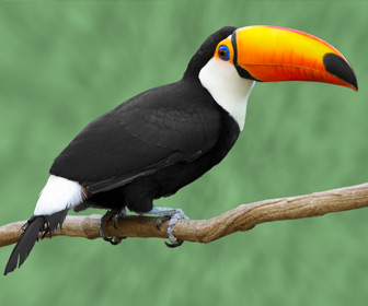 Suriname tropische vogels in de natuur