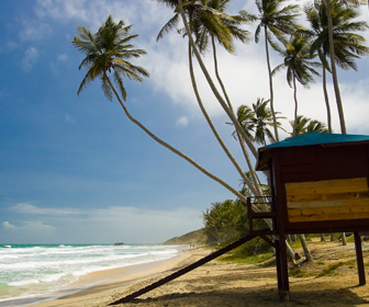 Venezuela strand met palmen