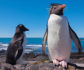Falklandeilanden pinguïns