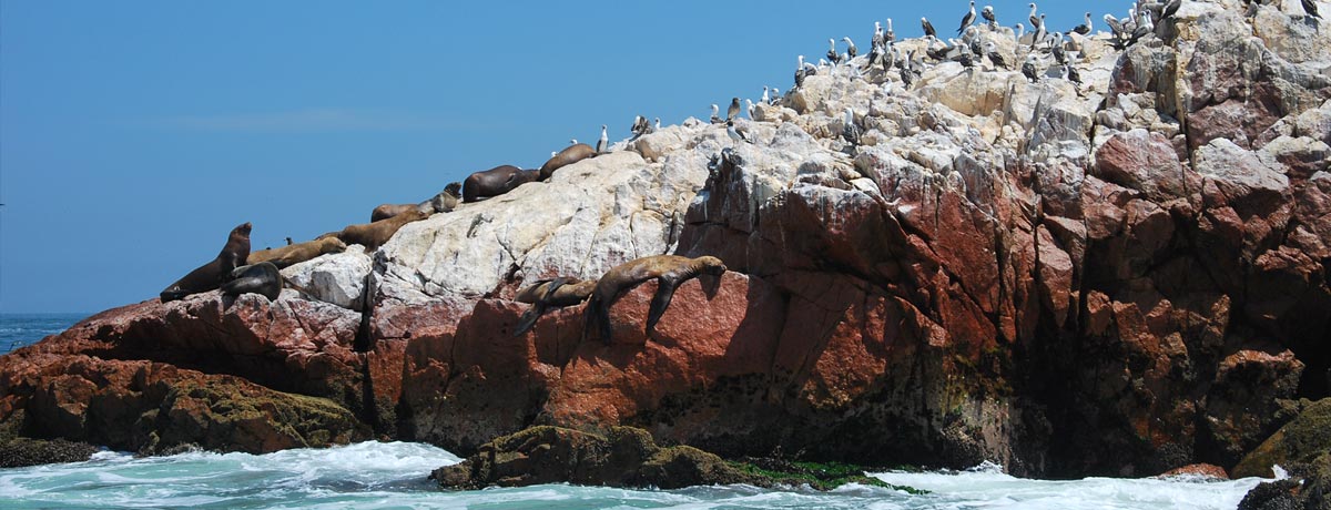 De Ballestas Eilanden nabij het vissersplaatsje Paracas