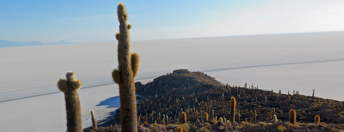 Cactuseiland op de salar de Uyuni zoutvlakte