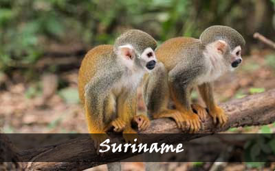 Suriname is een avontuurlijk en tropisch land. Uitstekend om te backpacken