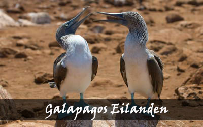 Backpacken Zuid-Amerika - Galapagos eilanden - Ecuador