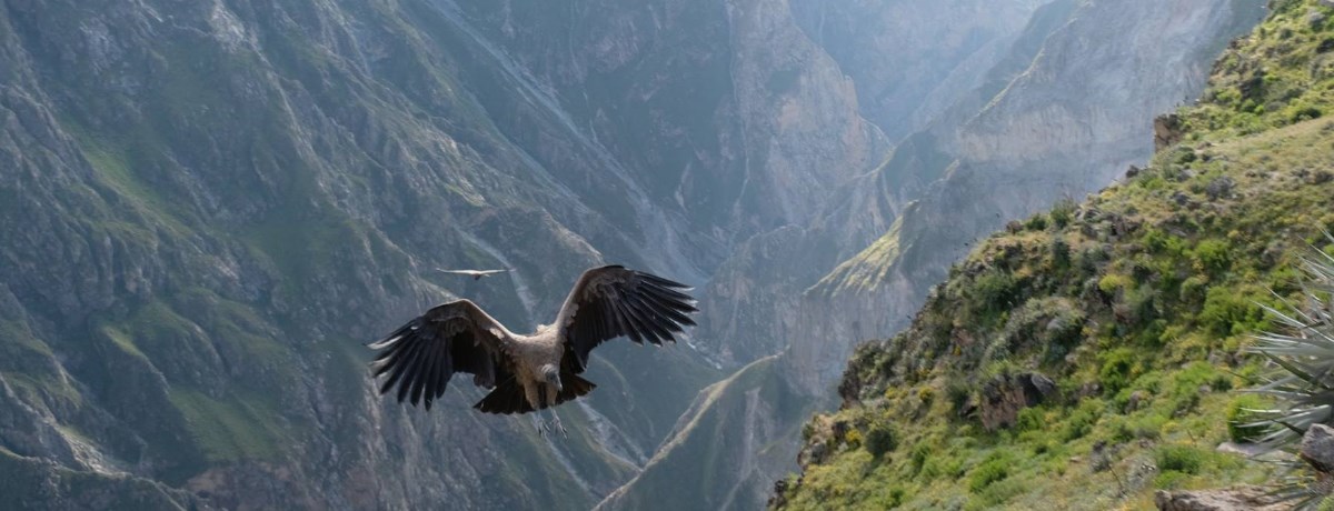 Colca Canyon is ongeveer 160 km van Arequipa en is een bijzondere kloof in Peru