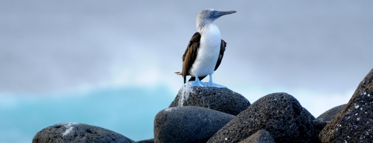 Blue-footed booby op de Galapagos eilanden in Ecuador