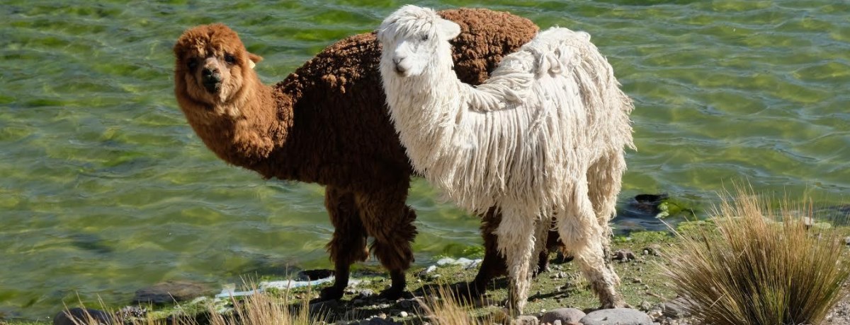 Colca Canyon tour lama's