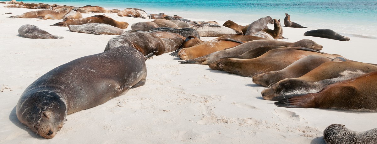 Galapagos eilanden is voor velen het mooiste nationale park van Zuid-Amerika.