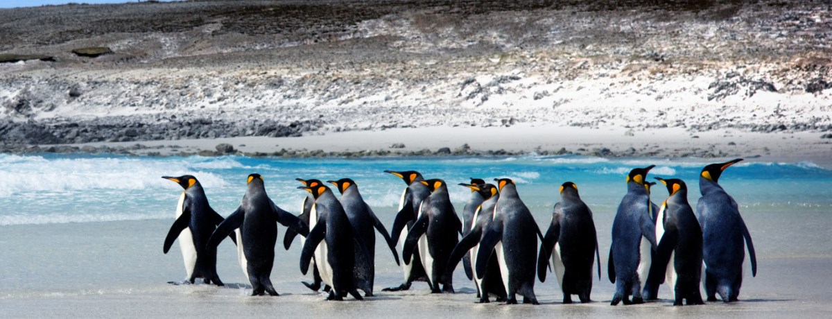 Backpacken Falklandeilanden in het prachtige continent, Zuid-Amerika