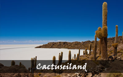 Backpacken Zuid-Amerika - Cactuseiland - Bolivia