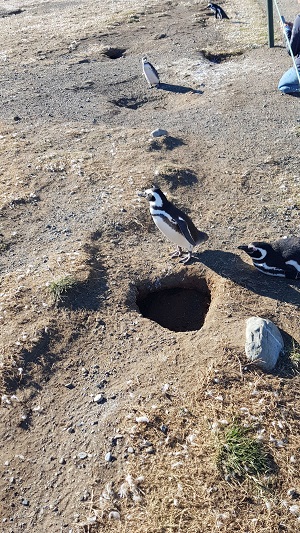 Het Natural Monument Los Pinguinos in Chili beschermt meer dan 120.000 pinguïns