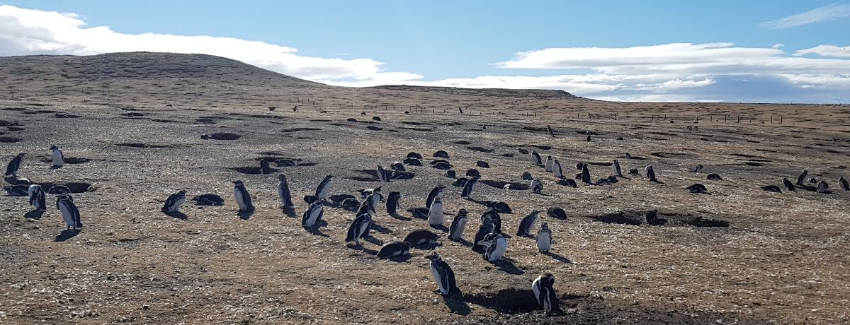 Monumento Natural Los Pinguinos in Chili